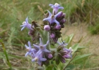 <i>Moritzia ciliata</i> DC. ex Meisn. [Boraginaceae]