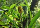<i>Aechmea calyculata</i> (E.Morren) Baker [Bromeliaceae]
