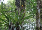 <i>Aechmea calyculata</i> (E.Morren) Baker [Bromeliaceae]