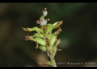 <i>Aspidogyne kuczynskii</i> (Porsch) Garay [Orchidaceae]