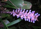 <i>Aechmea cylindrata</i> Lindm. [Bromeliaceae]