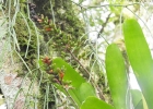 <i>Aechmea winkleri</i> Reitz [Bromeliaceae]