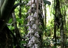 <i>Billbergia zebrina</i> (Herb.) Lindl. [Bromeliaceae]