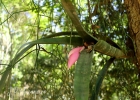 <i>Billbergia zebrina</i> (Herb.) Lindl. [Bromeliaceae]
