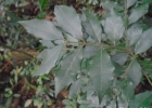 <i>Hennecartia omphalandra</i> J. Poiss. [Monimiaceae]