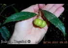 <i>Hennecartia omphalandra</i> J. Poiss. [Monimiaceae]