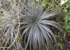 <i>Dyckia delicata</i> Larocca & Sobral [Bromeliaceae]