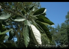 <i>Handroanthus albus</i> (Cham.) Mattos [Bignoniaceae]