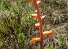 <i>Dyckia tuberosa</i> (Vell.) Beer [Bromeliaceae]