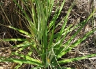 <i>Dyckia tuberosa</i> (Vell.) Beer [Bromeliaceae]