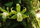 <i>Vanilla angustipetala</i> Schltr. [Orchidaceae]