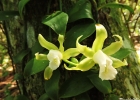 <i>Vanilla angustipetala</i> Schltr. [Orchidaceae]