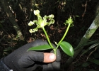 <i>Vanilla edwallii</i> Hoehne [Orchidaceae]