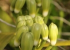<i>Vanilla chamissonis</i> Klotzsch [Orchidaceae]