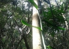 <i>Vanilla chamissonis</i> Klotzsch [Orchidaceae]
