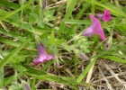 <i>Petunia integrifolia</i> (Hook.) Schinz & Thell. [Solanaceae]