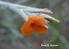 <i>Tillandsia crocata</i> (E.Morren) N.E.Br. [Bromeliaceae]
