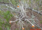 <i>Tillandsia crocata</i> (E.Morren) N.E.Br. [Bromeliaceae]
