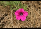 <i>Petunia integrifolia</i> (Hook.) Schinz & Thell. [Solanaceae]
