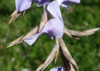 <i>Tillandsia duratii</i> Vis. [Bromeliaceae]