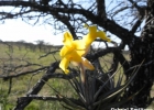 <i>Tillandsia ixioides</i> Griseb. [Bromeliaceae]