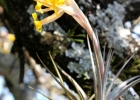 <i>Tillandsia ixioides</i> Griseb. [Bromeliaceae]