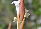 <i>Tillandsia lorentziana</i> Griseb. [Bromeliaceae]
