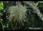 <i>Tillandsia mallemontii</i> Glaz. ex Mez [Bromeliaceae]