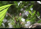 <i>Tillandsia tenuifolia</i> L. [Bromeliaceae]