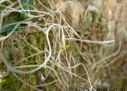 <i>Tillandsia usneoides</i> (L.) L. [Bromeliaceae]