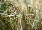 <i>Tillandsia usneoides</i> (L.) L. [Bromeliaceae]