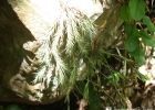 <i>Tillandsia tricholepis</i> Baker [Bromeliaceae]
