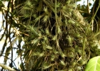 <i>Tillandsia tricholepis</i> Baker [Bromeliaceae]