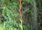 <i>Vriesea friburgensis</i> Mez [Bromeliaceae]