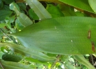 <i>Vriesea friburgensis</i> Mez [Bromeliaceae]