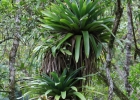 <i>Vriesea gigantea</i> Gaudich. [Bromeliaceae]