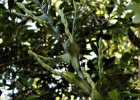 <i>Vriesea gigantea</i> Gaudich. [Bromeliaceae]