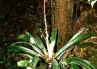 <i>Vriesea platynema</i> Gaudich. [Bromeliaceae]