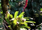 <i>Vriesea platynema</i> Gaudich. [Bromeliaceae]