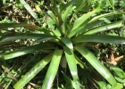 <i>Vriesea procera</i> (Mart. ex Schult. & Schult.f.) Wittm. [Bromeliaceae]
