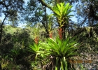 <i>Vriesea reitzii</i> Leme & And.Costa [Bromeliaceae]