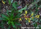<i>Vriesea rodigasiana</i> E.Morren [Bromeliaceae]
