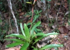 <i>Vriesea rodigasiana</i> E.Morren [Bromeliaceae]