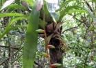 <i>Vriesea scalaris</i> E.Morren [Bromeliaceae]