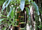 <i>Vriesea scalaris</i> E.Morren [Bromeliaceae]