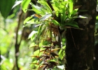 <i>Vriesea scalaris</i> E.Morren [Bromeliaceae]