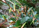 <i>Vriesea scalaris</i> E.Morren [Bromeliaceae]