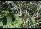 <i>Buddleja ramboi</i> L.B.Sm. [Scrophulariaceae]