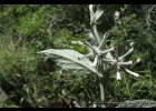 <i>Buddleja ramboi</i> L.B.Sm. [Scrophulariaceae]