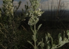 <i>Buddleja ramboi</i> L.B.Sm. [Scrophulariaceae]